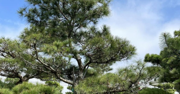 -崧越五葉松園-7-600x315w.jpg